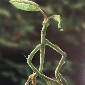 PICKETT